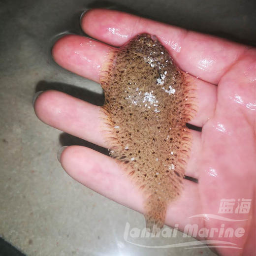 翻沙比目鱼 商品图6