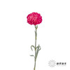 单头康乃馨 | 恋人 商品缩略图5