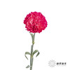 单头康乃馨 | 恋人 商品缩略图3