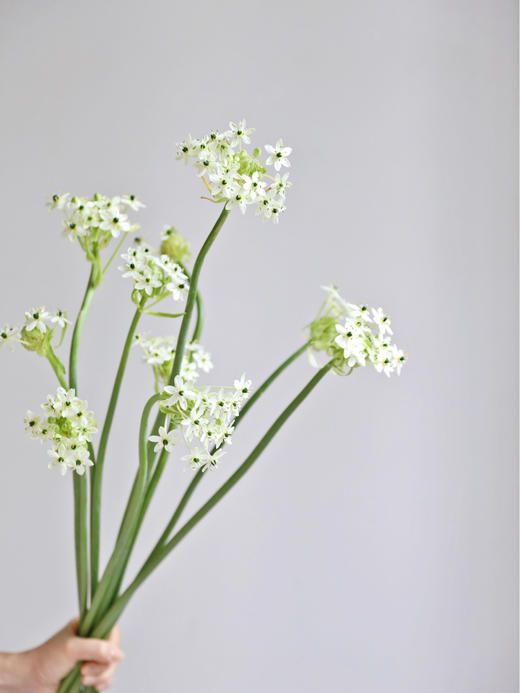 【周四团购】意境瓶插天鹅绒49.8元 2人拼团 商品图0