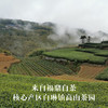 2021明前头摘白毫银针 传统炭焙足干 福鼎白琳镇高山核心产区 商品缩略图9