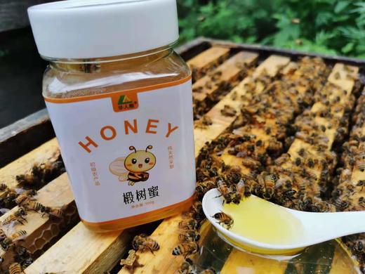 【凤凰网】华人粮 蜂蜜  椴树蜜  无添加 500克/瓶 2024新蜜 商品图1