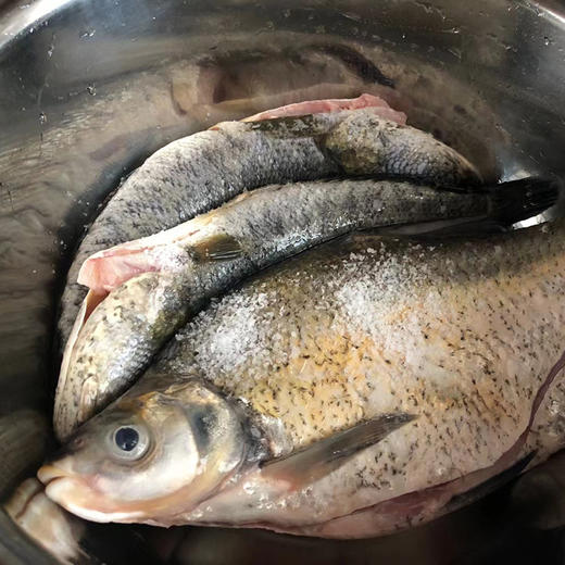 千岛湖鳊鱼约15斤杀前