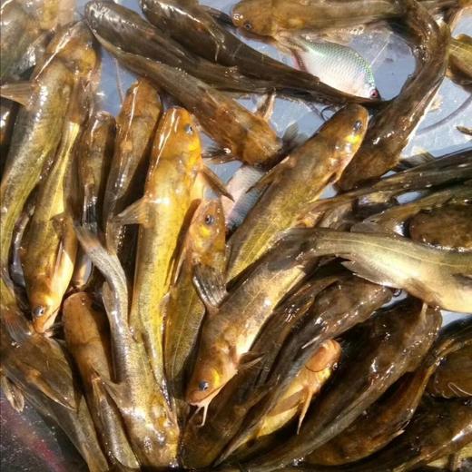 【包邮】有机水库鱼 | 高原水库野生鱼 | 基地直发 商品图8