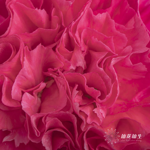 单头康乃馨 | 恋人 商品图2