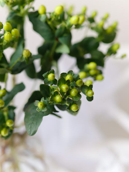 【周四秒杀】清凉绿色相思豆十枝39.8元 商品图3