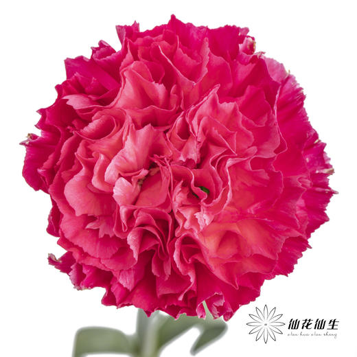 单头康乃馨 | 恋人 商品图0