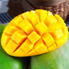 【芒果】四川攀枝花凯特芒果新鲜青芒果当季水果新鲜大芒果凯特芒 商品缩略图1