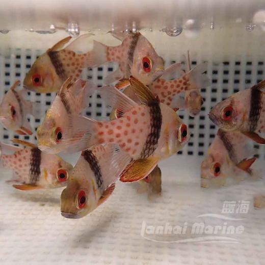 红眼玫瑰 商品图2