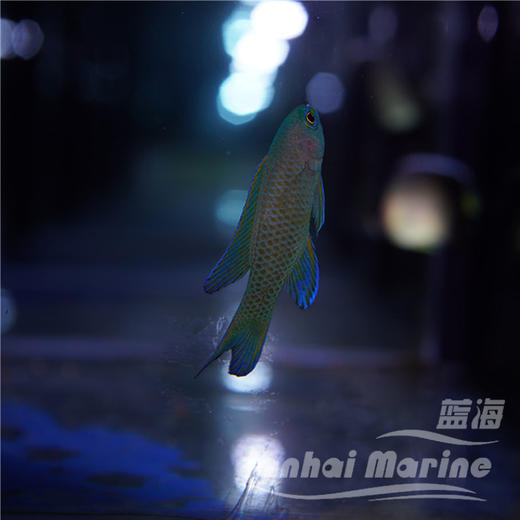 蓝鬼后 商品图3