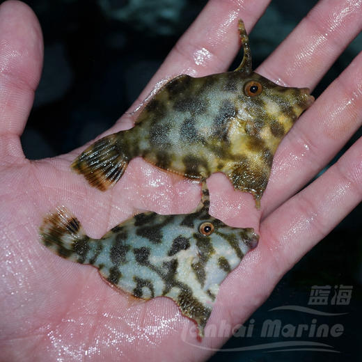 毛毛炮弹/翡翠炮弹 商品图2