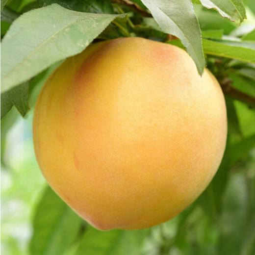山东蒙阴黄金蜜桃5斤装 商品图4