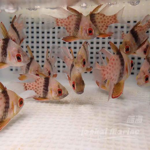 红眼玫瑰 商品图3