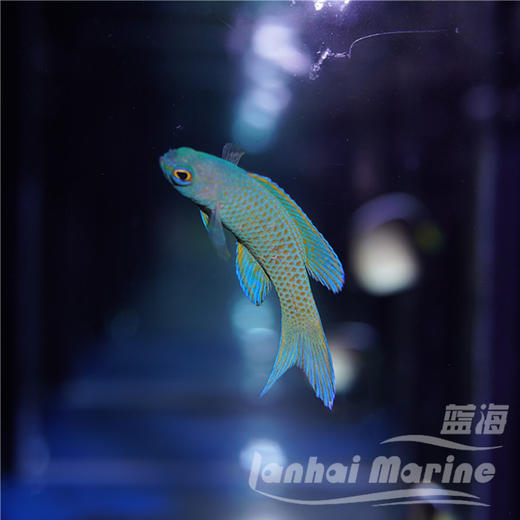 蓝鬼后 商品图2