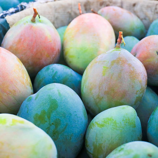 四川攀枝花凯特芒果【5斤/9斤】 商品图1