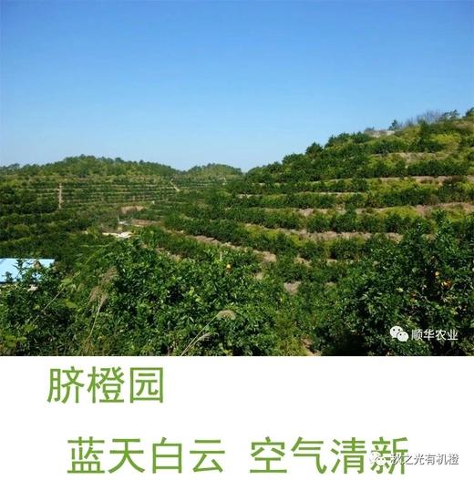 丨有机丨鲜榨橙汁 纯果汁，不加水，纯纯的橙子汁 秋之光有机脐橙汁 商品图7