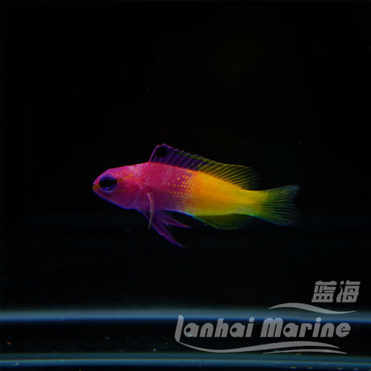 美国鬼王 商品图6