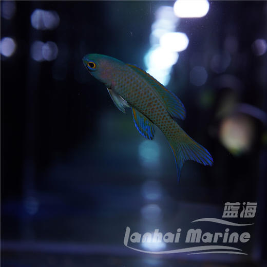 蓝鬼后 商品图1