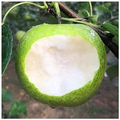 青皮梨 商品图0