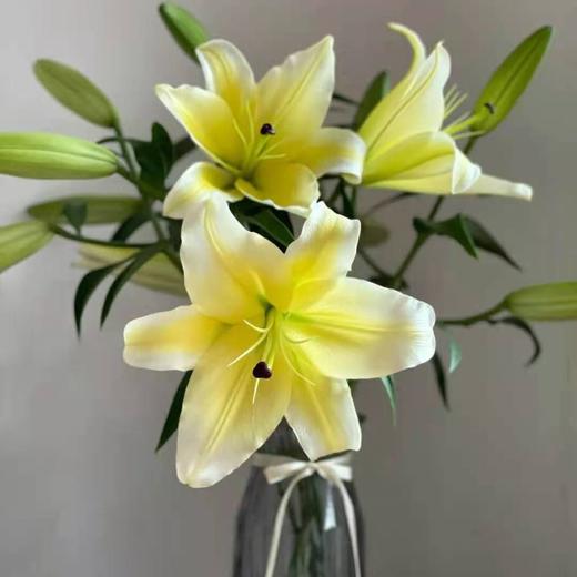 2bh百合黄天霸多头10枝扎