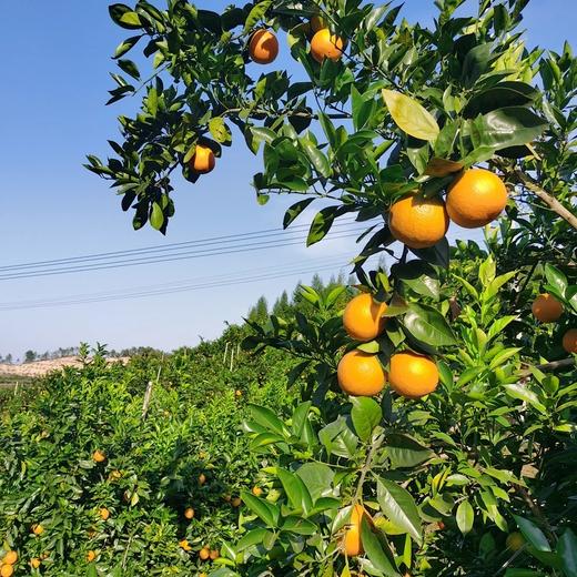 丨有机丨鲜榨橙汁 纯果汁，不加水，纯纯的橙子汁 秋之光有机脐橙汁 商品图6