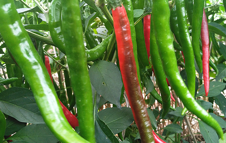 尖红辣椒(农户凌春芬)约250g/份