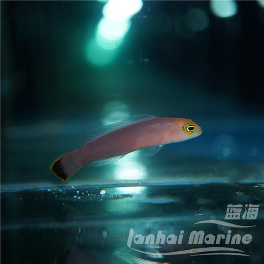 七彩鬼王 公 商品图1