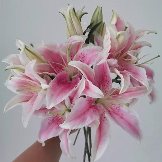 百合 索尔邦两头-10支/ 札 - 阅花鲜花