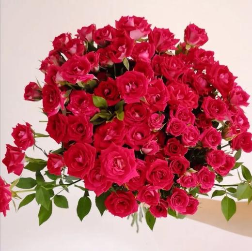 多头玫瑰-波塞妮娜-10枝/扎 - 阅花鲜花