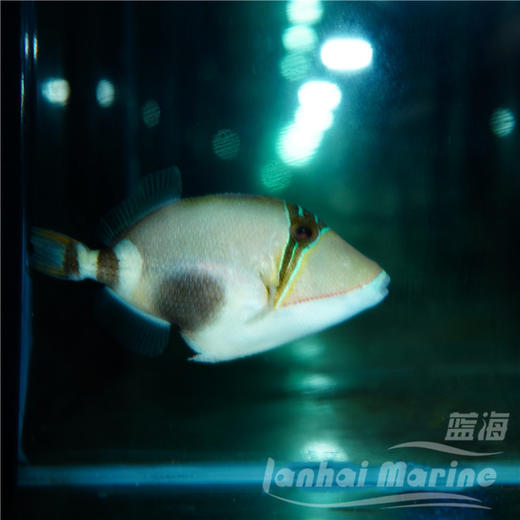 黑肚鸳鸯炮弹 商品图2