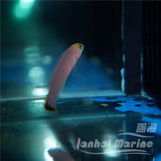 七彩鬼王 公 商品图4