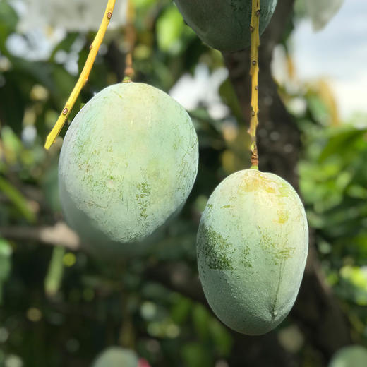 四川攀枝花凯特芒果【5斤/9斤】 商品图4