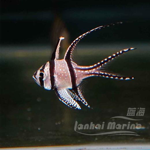 巴黎天使 商品图1