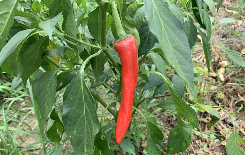 尖红辣椒(农户凌春芬)约250g/份