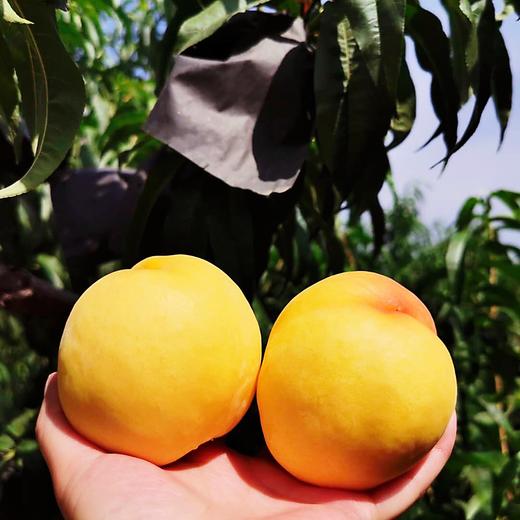 山东蒙阴黄金蜜桃5斤装 商品图2