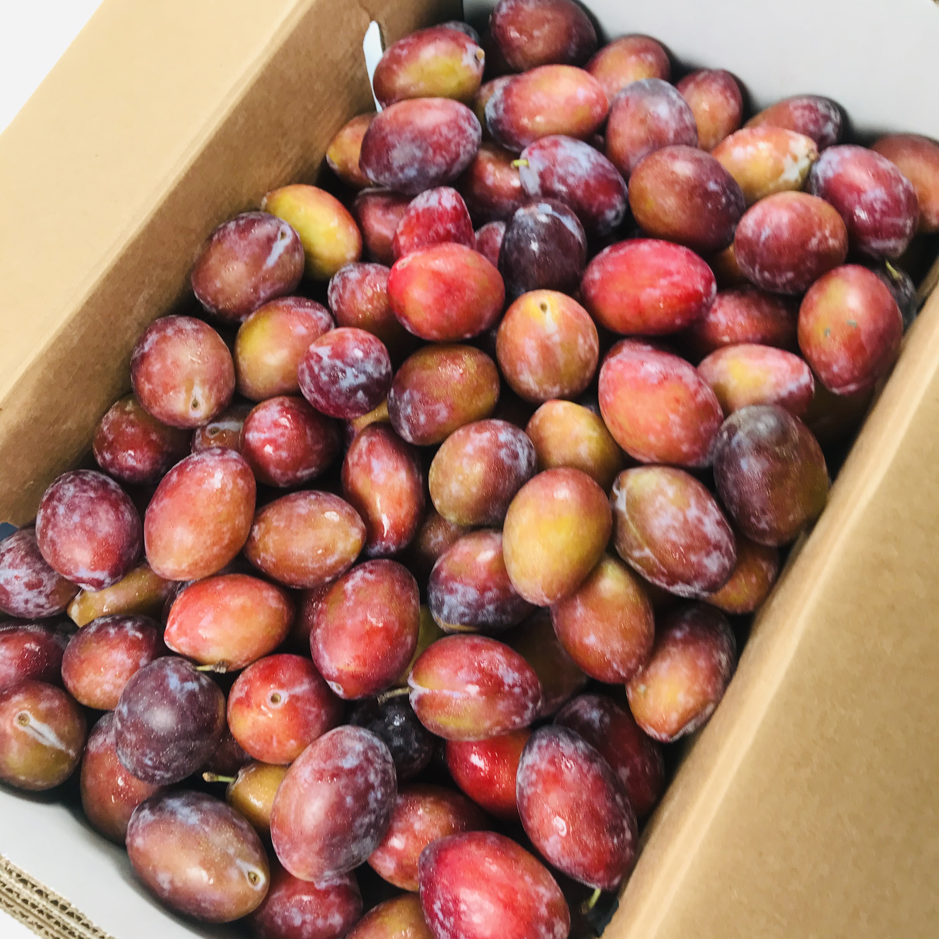 果熊fresh fruit,fresh bear!