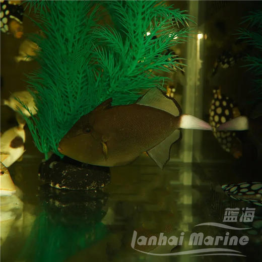 玻璃炮弹 商品图4