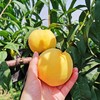 山东蒙阴黄金蜜桃5斤装 商品缩略图1