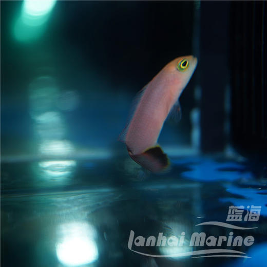 七彩鬼王 公 商品图2
