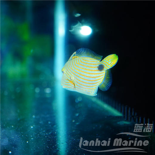 黄纹炮弹 商品图3