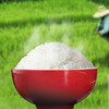 米妹妹鲜香贡米  5KG SZ 商品缩略图1