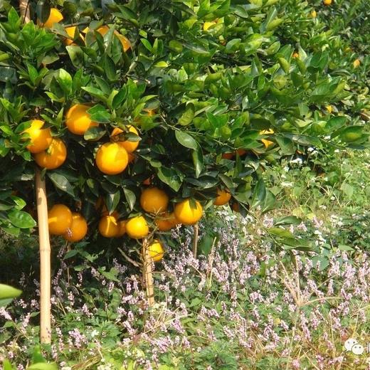 丨有机丨鲜榨橙汁 纯果汁，不加水，纯纯的橙子汁 秋之光有机脐橙汁 商品图5