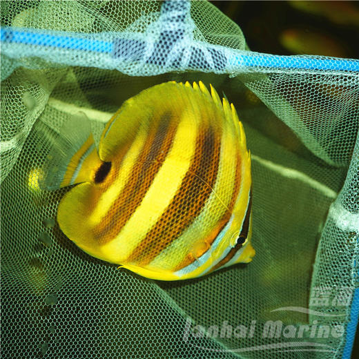 澳州彩虹蝶 商品图1