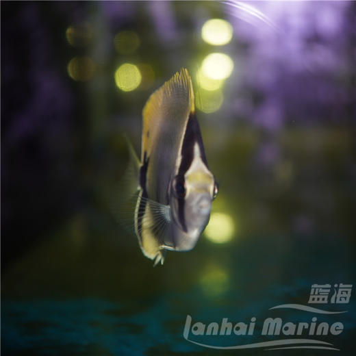 美国珊瑚蝶 商品图4