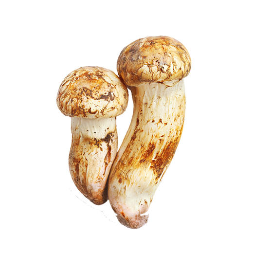清远市林中宝松茸70g/包 新款包装 商品图2