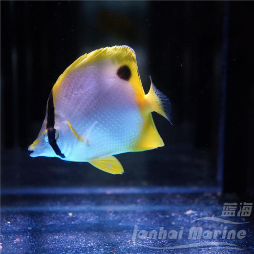 美国雪花蝶 商品图1