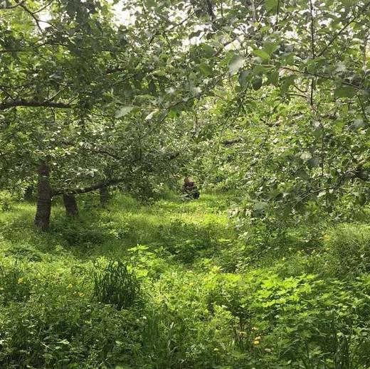 丨生态丨酵素青苹果 净重8斤，实发8斤以上,一两个坏果不售后 商品图2