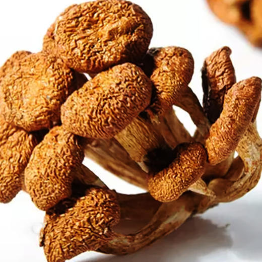 清远市林中宝珍珠菇130g/包 新款包装 商品图2