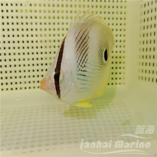 美国四眼蝶 商品图4