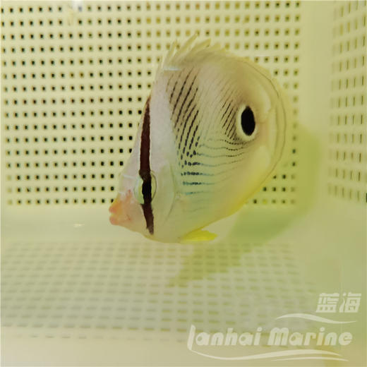 美国四眼蝶 商品图3